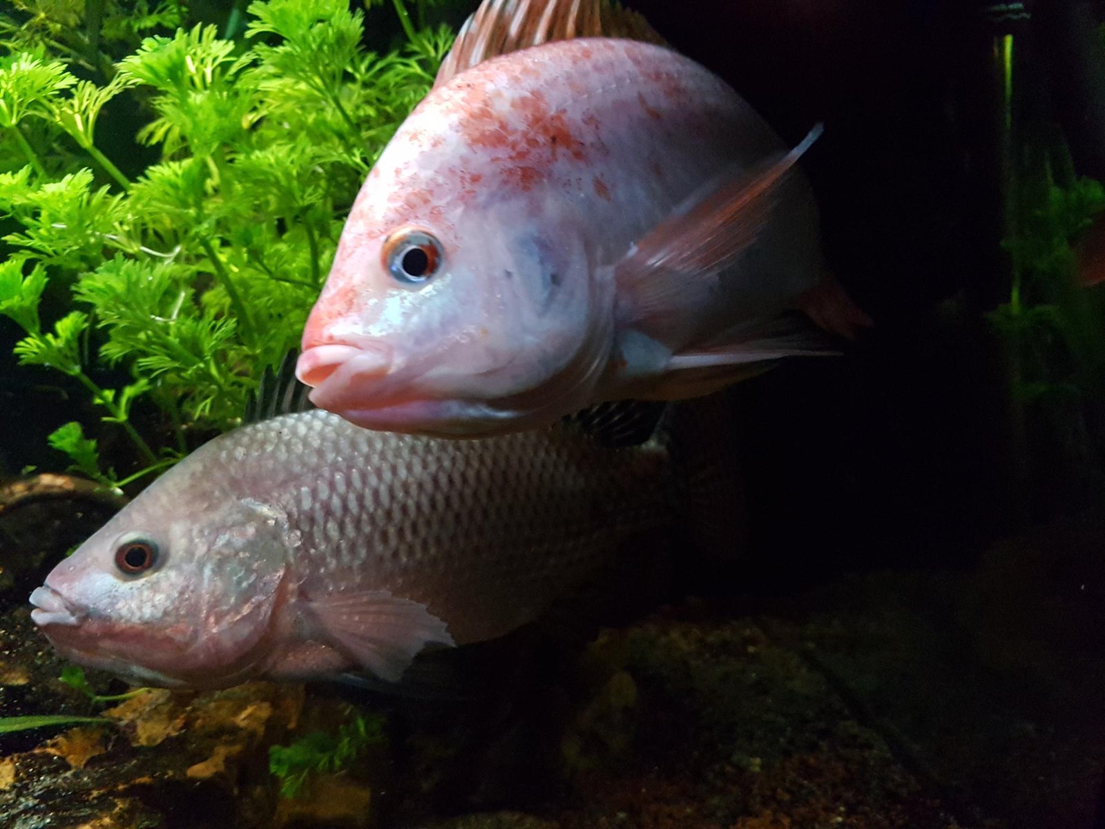 UrbanTide Tilapia lebendig 1